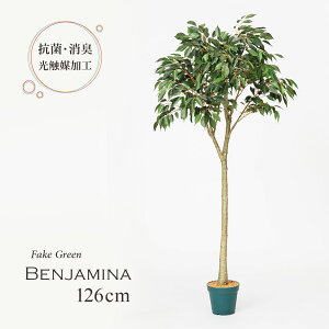 ベンジャミン ツリー 観葉植物の人気商品 通販 価格比較 価格 Com ベンジャミン ツリー 観葉植物の人気商品 通販 価格比較 価格 Com