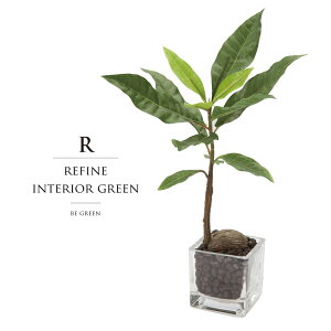 観葉植物 クロトンの人気商品 通販 価格比較 価格 Com