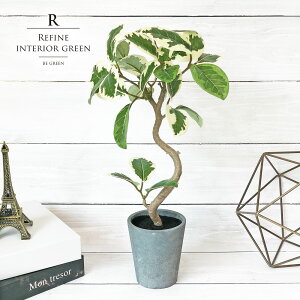 観葉植物 アルテシマの人気商品 通販 価格比較 価格 Com 観葉植物 アルテシマの人気商品 通販 価格比較 価格 Com