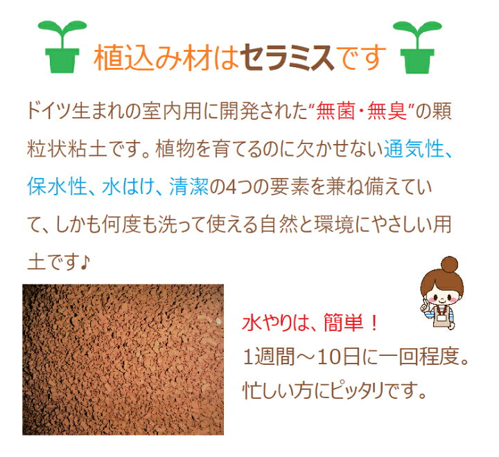 楽天市場 ミニ観葉 幸せを呼ぶナギ ハイドロカルチャー セラミス植え 風水でも幸運アイテム ウナプランタグリーン 楽天市場店