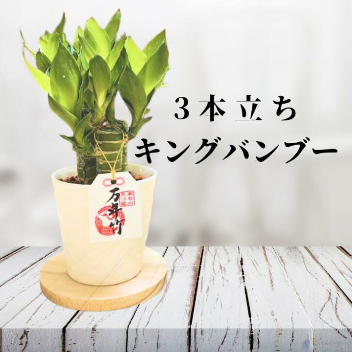 楽天市場】【3本立ち！】バンブー 関東送料無料 元気苗 キングバンブー 