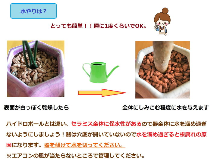 楽天市場 ミニ観葉 幸せを呼ぶナギ ハイドロカルチャー セラミス植え 風水でも幸運アイテム ウナプランタグリーン 楽天市場店