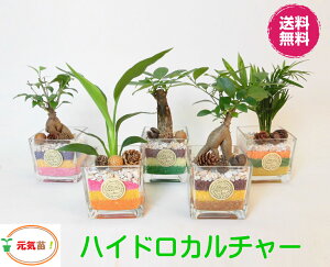 観葉植物 カラーサンドの人気商品 通販 価格比較 価格 Com