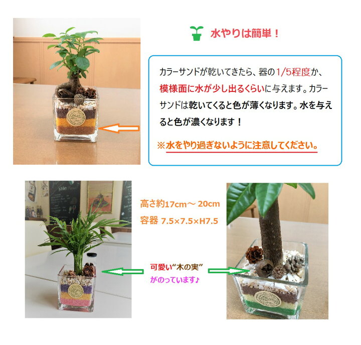楽天市場 農園直送 ハイドロカルチャー ミニ観葉 可愛い カラフルカラーサンド 選べる植物 サンドカラー ウナプランタグリーン 楽天市場店