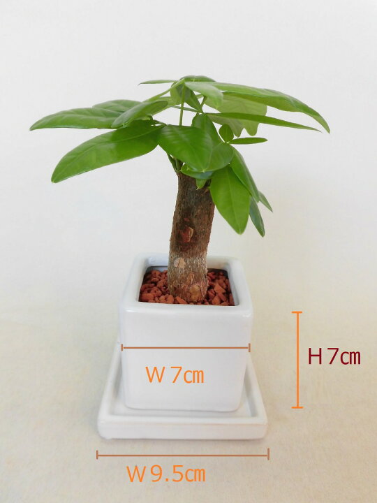 楽天市場 農園直送 ミニ観葉 植物が選べる ハイドロカルチャー 簡単きれいな セラミス植え プレゼントにもおススメ ウナプランタグリーン 楽天市場店