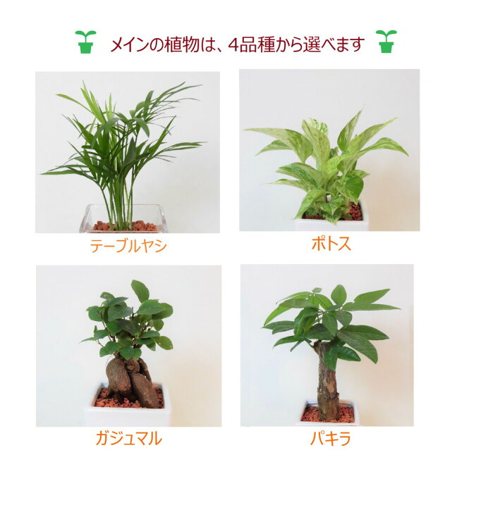 楽天市場 農園直送 ミニ観葉 おしゃれ メインの植物が選べる 寄せ植え ハイドロカルチャー セラミス植え テーブルヤシ ガジュマル ポトス パキラ ウナプランタグリーン 楽天市場店