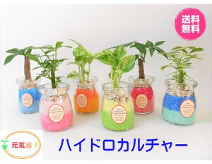 観葉植物 おすすめ ハイドロカルチャーの人気商品 通販 価格比較 価格 Com