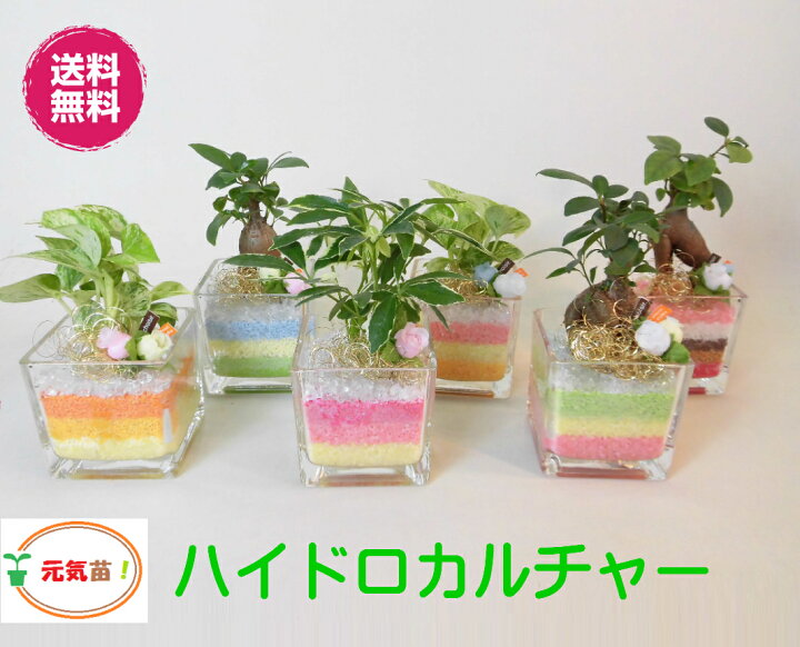 楽天市場 農園直送 ハイドロカルチャー ミニ観葉 可愛い カラフルカラーサンド 選べる植物 サンドカラー ウナプランタグリーン 楽天市場店