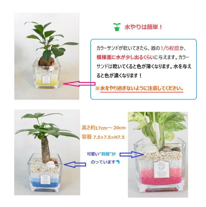楽天市場 農園直送 ハイドロカルチャー ミニ観葉 可愛い カラフルカラーサンド 選べる植物 サンドカラー ウナプランタグリーン 楽天市場店