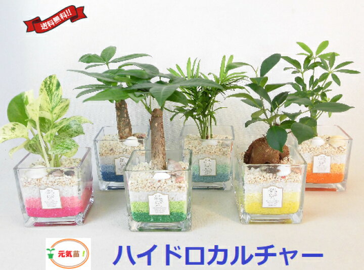 楽天市場 農園直送 ハイドロカルチャー ミニ観葉 可愛い カラフルカラーサンド 選べる植物 サンドカラー ウナプランタグリーン 楽天市場店