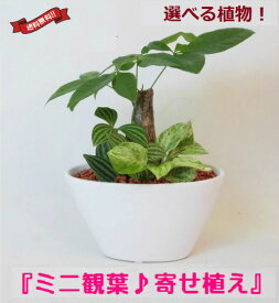 楽天市場 観葉 植物 の 寄せ 植えの通販