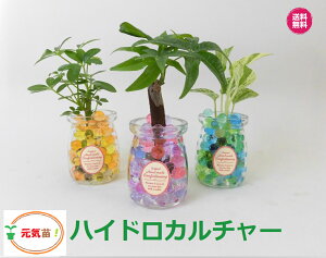 観葉植物 おすすめ ハイドロカルチャーの人気商品 通販 価格比較 価格 Com
