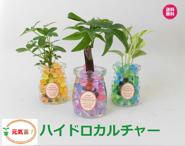 楽天市場 農園直送 ミニ観葉植物 ハイドロカルチャー クリスタルゼリーマーブル3個ｓｅｔウッドスライス付き 選べる植物 ゼリーカラー ウナプランタグリーン 楽天市場店