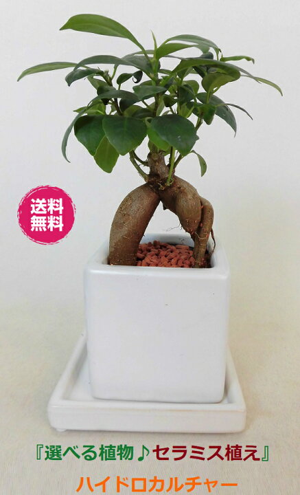 楽天市場 農園直送 ミニ観葉 植物が選べる ハイドロカルチャー 簡単きれいな セラミス植え プレゼントにもおススメ ウナプランタグリーン 楽天市場店