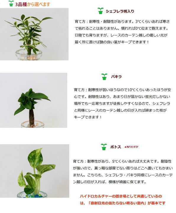楽天市場 農園直送 ミニ観葉植物 ハイドロカルチャー クリスタルゼリーマーブル3個setウッドスライス付き 選べる植物 ゼリーカラー ウナプランタグリーン 楽天市場店 楽天市場 農園直送 ミニ観葉植物 ハイドロカルチャー クリスタルゼリーマーブル3個setウッドスライス付き 選べる植物 ゼリーカラー ウナプランタグリーン 楽天市場店