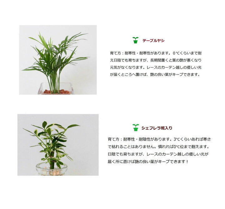 楽天市場 農園直送 ハイドロカルチャー ミニ観葉 可愛い カラフルカラーサンド 選べる植物 サンドカラー ウナプランタグリーン 楽天市場店