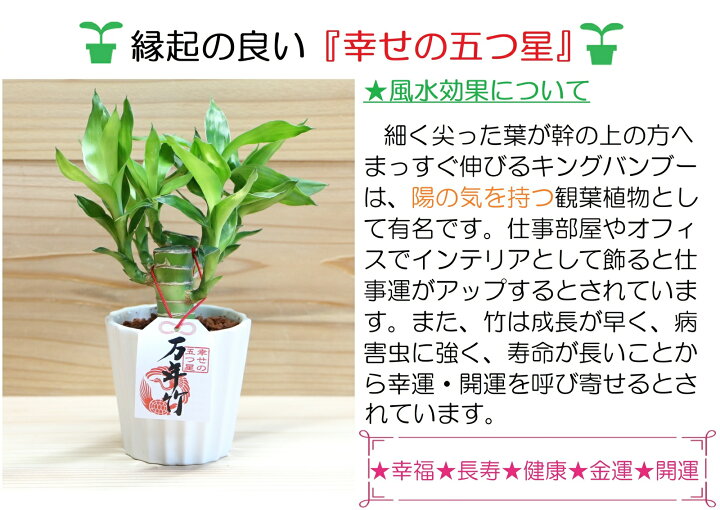 楽天市場 送料無料 ミニ観葉 ハイドロカルチャー 農園直送 万年竹 ラッキーバンブー キングバンブー 風水 幸運アイテム 幸福の木 ウナプランタグリーン 楽天市場店