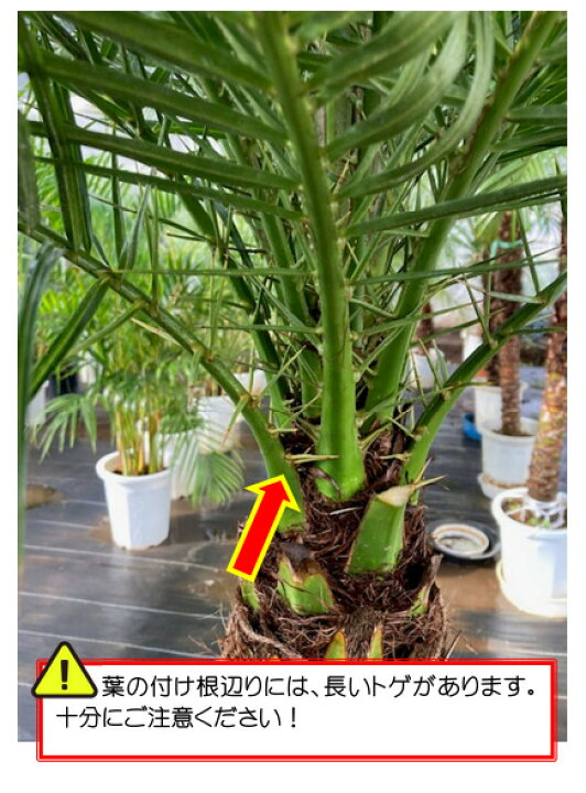 楽天市場】樹形撮影サービス無料！【神奈川 東京 静岡県一部 限定 