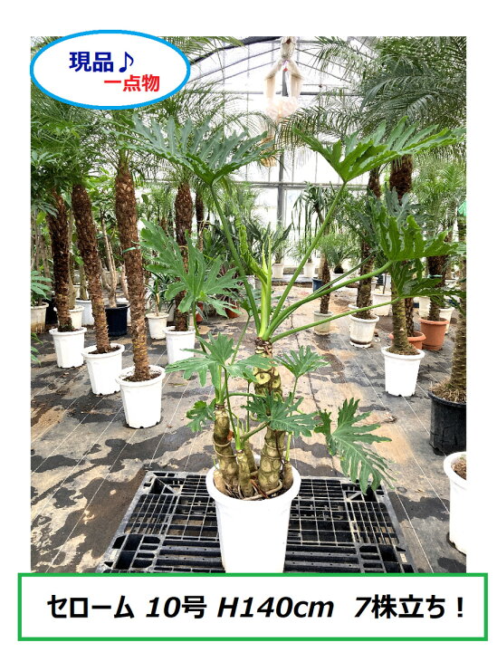 楽天市場】セローム フィロデンドロン 10号鉢 株立ち 一点物！大株  