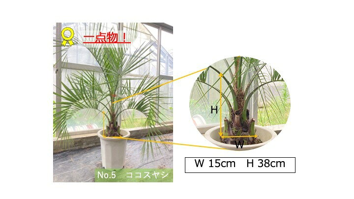 楽天市場】最高品質♪八丈島産 ココスヤシ10号 約H150cm 【通年出荷 