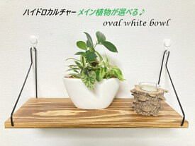 【工房直送！】元気苗 観葉植物 寄せ植え オーバル ハイドロカルチャー セラミス植え メイン植物が選べる♪ ガジュマル パキラ 観葉植物 小さいサイズ 風水 御祝 ギフト