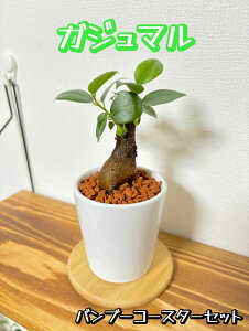 yH[zCcI ~jϗt ֓I K̎ KW} nChJ`[ Z~XA  K^ACeI KW}̖ ϗtAĂ₷ ϗtA j v