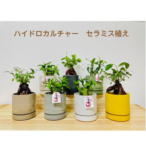 【工房直送!】ハイドロカルチャー 関東送料無料! 観葉植物 種類 キングバンブー ラッキーバンブー ガジュマル 小さい 風水 縁起の良い 選べるカラーポット 母の日 父の日 退職祝い ギフ