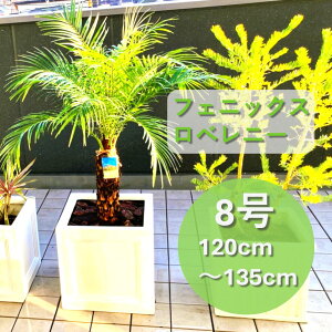y`BeT[rXIz H120cm`H135cm ōi 䓇Y tFjbNXxj[ 8  LxȃV  V̖ V{c[ 썑̖ ϗtA A