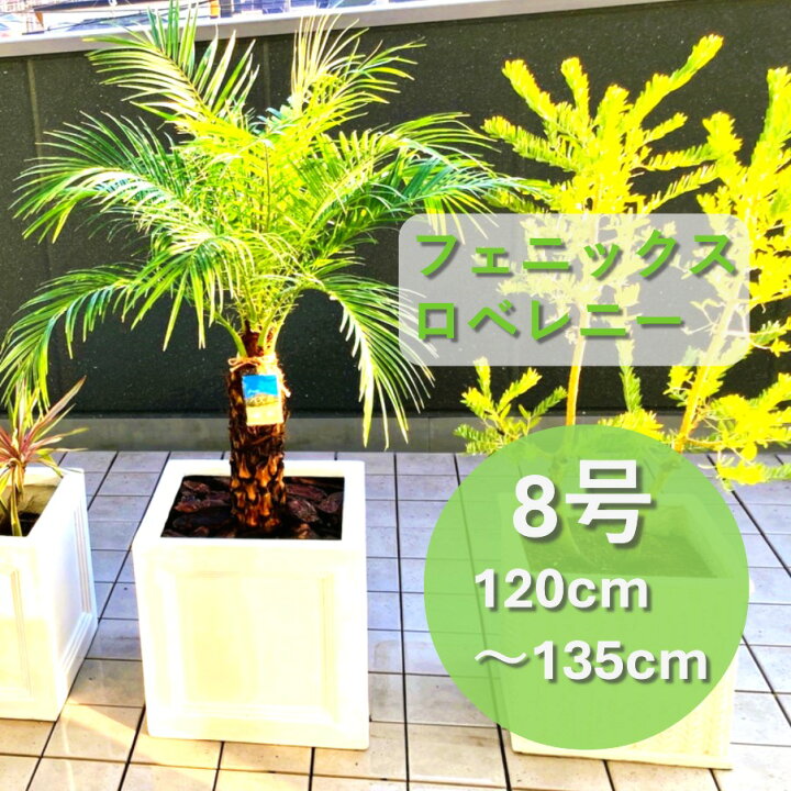 楽天市場】【樹形撮影サービス無料！】 H120cm〜H135cm 最高品質 