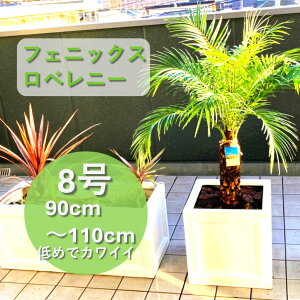 y`BeT[rXIz H90cm`H110cm ōi 䓇Y tFjbNXxj[ 8  LxȃV  V̖ V{c[ 썑̖ ϗtA A C