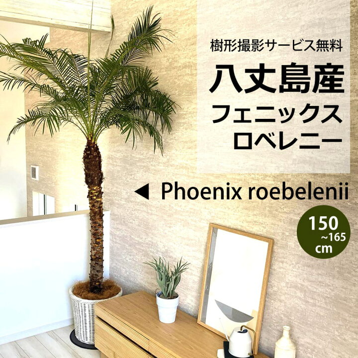 楽天市場】【樹形撮影サービス無料！】H150cm〜H165cm 八丈島産 