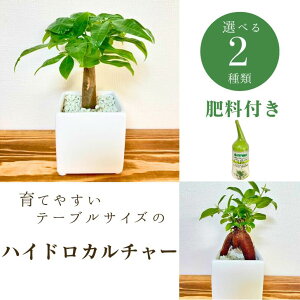 【関東送料無料!】観葉植物 おすすめ 初めて ハイドロカルチャー 肥料付き 育てやすい 種類 選べる植物 パキラ ガジュマル おしゃれ 小さい インテリア 風水 母の日 父の日 お祝い 退職祝