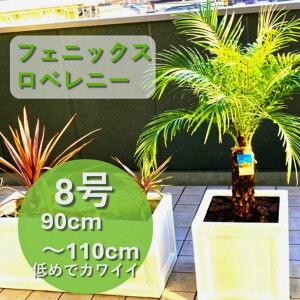y`BeT[rXIz H90cm`H110cm ōi 䓇Y tFjbNXxj[ 8  LxȃV  V̖ V{c[ 썑̖ ϗtA A C