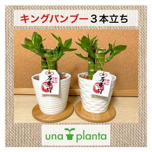 yH[Iz֓ Cc LOou[ 3{II MS ϗtA ~jϗt nChJ`[ _ N| bL[ou[ hZi TfA[i  K