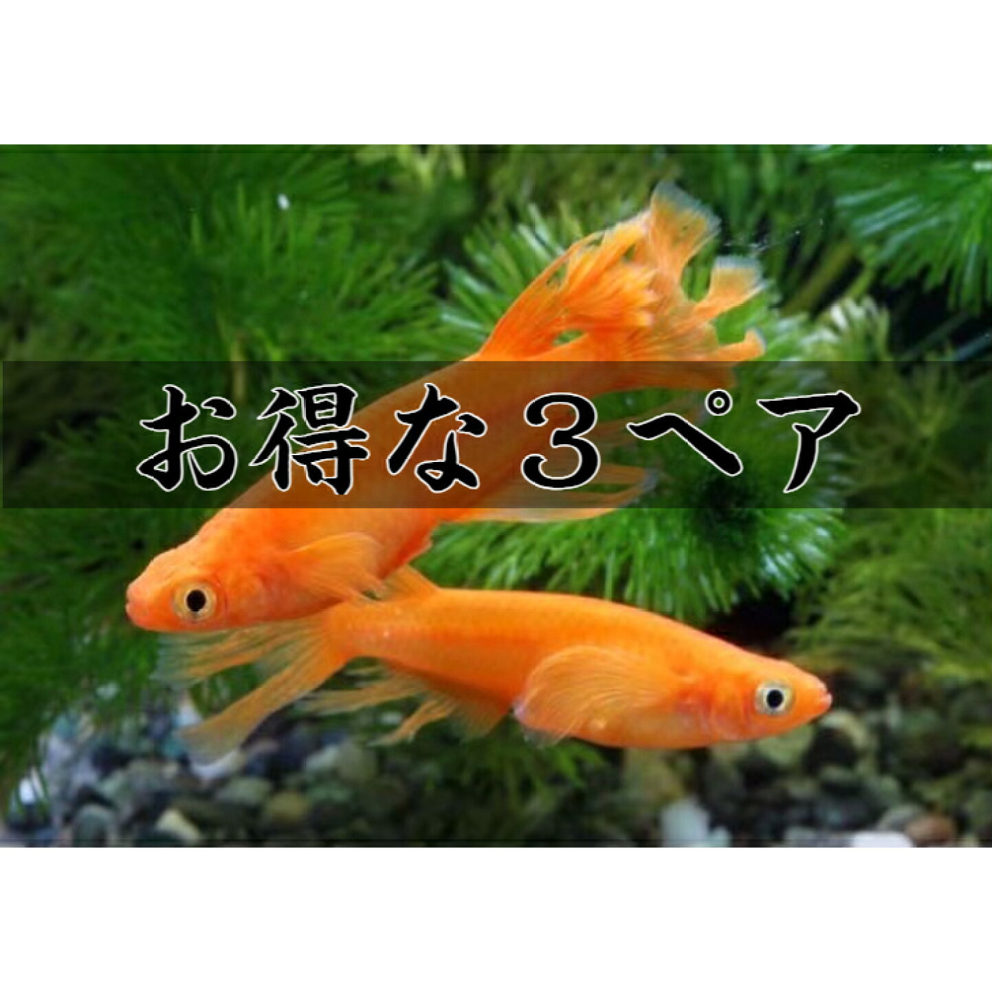 楽天市場 | メダカうなとろふぁ〜む楽天市場店 - 品種選別漏れメダカ 