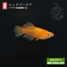 メダカ めだか レッドゴールド 1ペア ペット 観賞魚 生体 品種改良メダカ アクアリウム 成魚 ヒカリ体型 赤橙