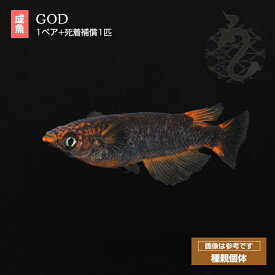 メダカ めだか GOD （ゴッド） 1ペア ペット 観賞魚 生体 販売 送料 無料 めだか販売 淡水魚 メダカ生体 medaka 淡水 日本 改良めだか 高級 送料無料 ペア セット 高級メダカ メダカ販売 ネット 品種改良メダカ アクアリウム 成魚 黒 メダカペア