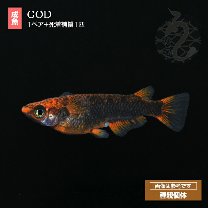 楽天市場】メダカ GOD （ゴッド） めだか 1ペア 3ペア生体 販売 ペア 