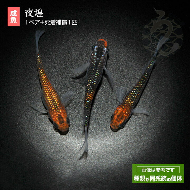 楽天市場】メダカ 夜煌 1ペア めだか 改良 ペット 観賞魚 生体 