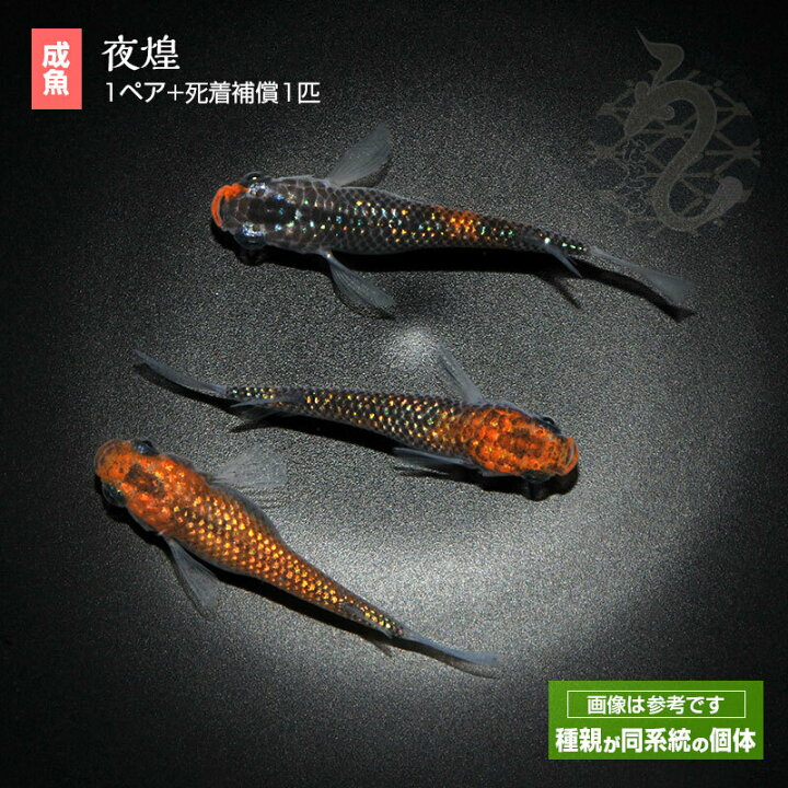 楽天市場】メダカ 夜煌 1ペア めだか 改良 ペット 観賞魚 生体 