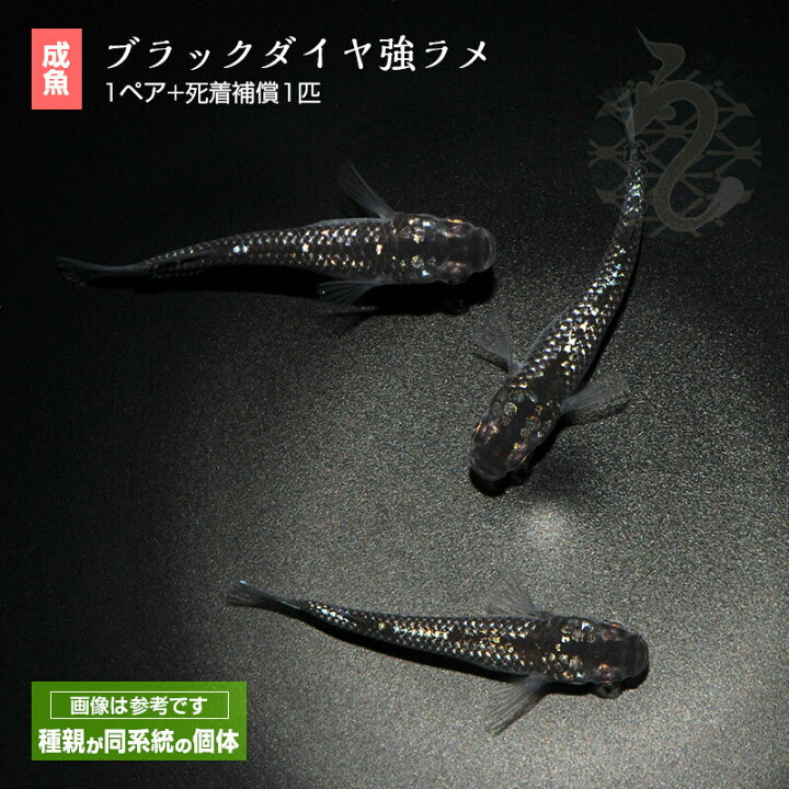 楽天市場】メダカ めだか クラウドグレーダイヤ 強ラメ ペット 黒 
