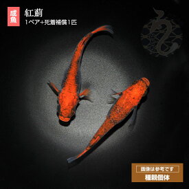 メダカ めだか 紅薊 ペット 観賞魚 生体 品種改良メダカ 高級めだか メダカ生体 アクアリウム 成魚 改良 ブラックリム 販売 高級 赤 改良メダカ 淡水魚 メダカ飼育 生体 淡水 観賞用 飼育用 めだか生体 メダカペア メダカ通販 メダカ販売店