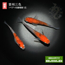 メダカ めだか 雲州三色 1ペア ペット 観賞魚 生体 品種改良メダカ アクアリウム 成魚 三色