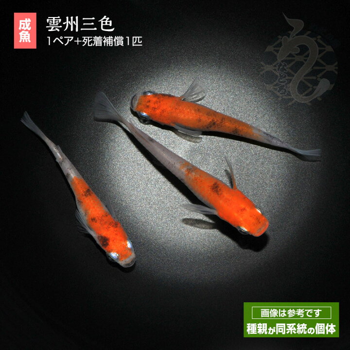 楽天市場】メダカ めだか 雲州三色 1ペアペット 観賞魚 生体 品種改良 