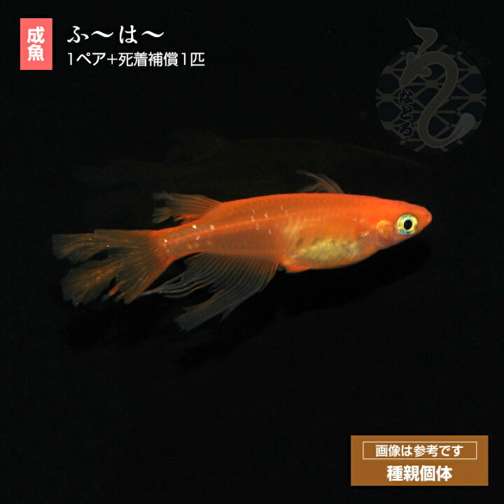 楽天市場】メダカ 生体 ふ〜は〜 （ふーはー）1ペア 3ペア 改良 