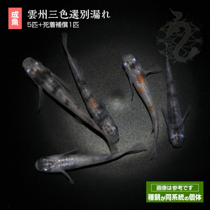 楽天市場】雲州三色 選別漏れ メダカ めだか 5匹 ペット 改良 観賞魚 