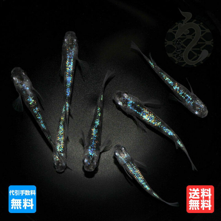楽天市場】メダカ めだか 白斑 サファイア 1ペア改良 青メダカ ペット 