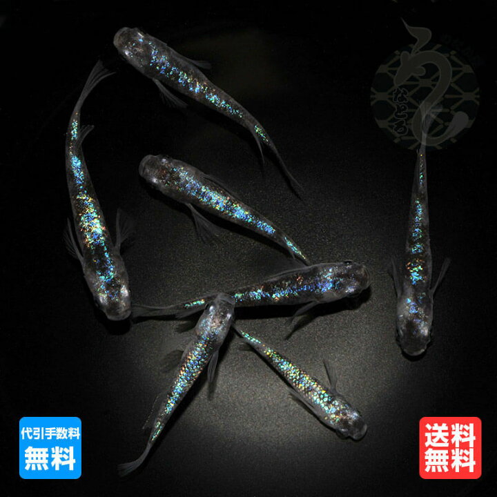 楽天市場】メダカ めだか 白斑 サファイア 1ペア改良 青メダカ ペット 