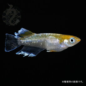 メダカ めだか レッドクリフ ダークタイプ 1ペア 改良 販売 送料 無料 淡水魚 ヒレ 長 めだか販売 メダカペア 淡水 高級 送料無料 ペア 高級メダカ 改良メダカ ペット 観賞魚 生体 品種改良メダカ 観賞用 メダカ成魚 アクアリウム 成魚 ヒレ長 メダカ通販 メダカ販売店