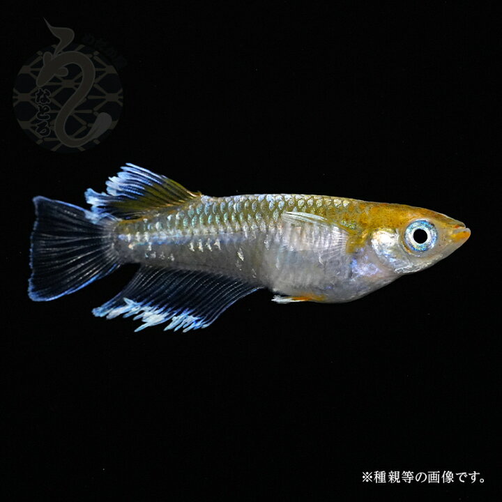 楽天市場】メダカ めだか レッドクリフ ダークタイプ 3ペア 改良 販売 